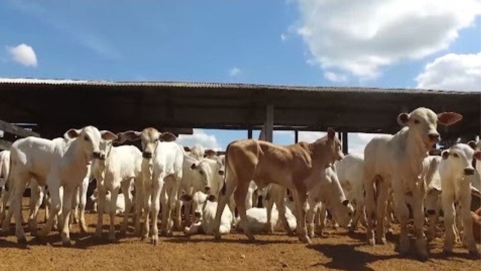 Colostragem e mortalidade de bezerros: saiba como evitar perdas