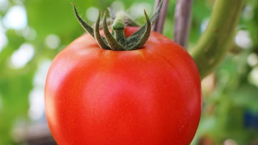 Bioestímulo aumenta a produção de tomates