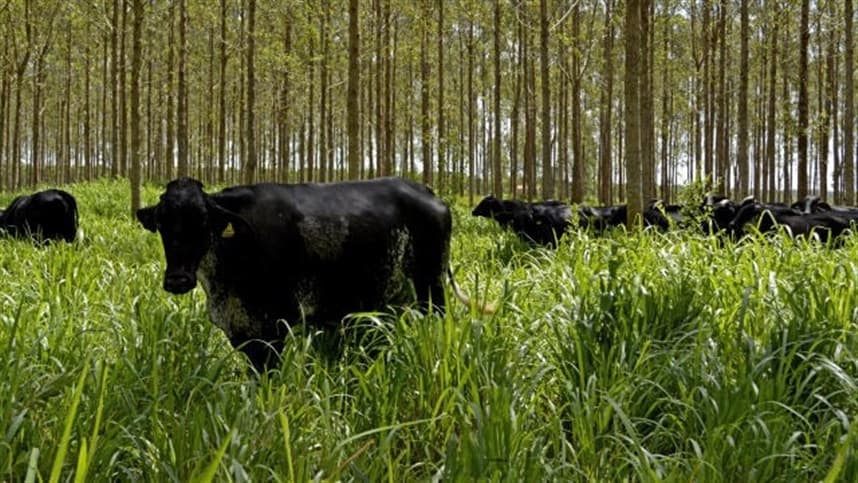 Programa ABC viabiliza financiamento para mais de 750 mil hectares de agricultura sustentável.