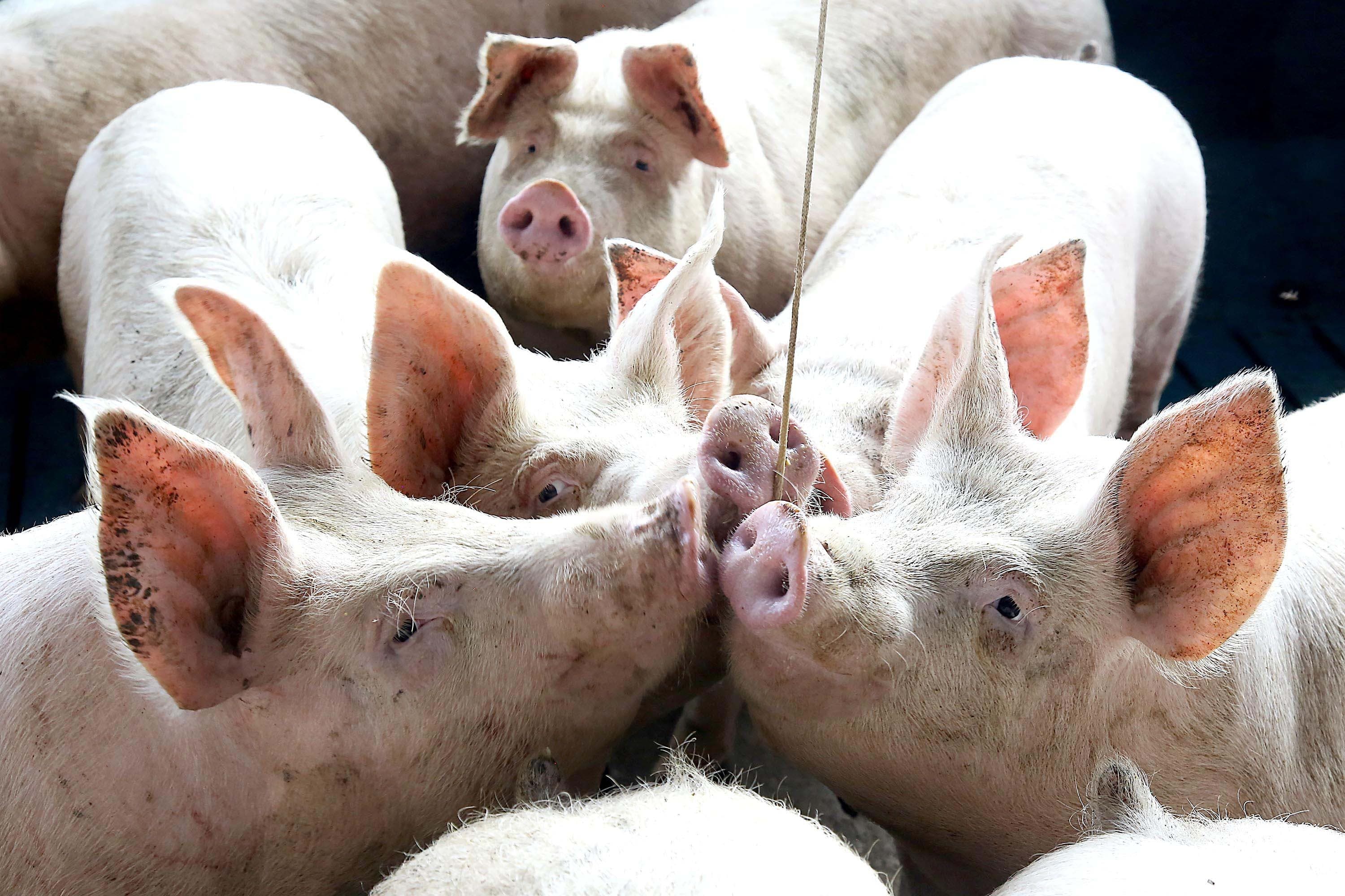 Produção de carne suína cresce, mas preços preocupam produtores