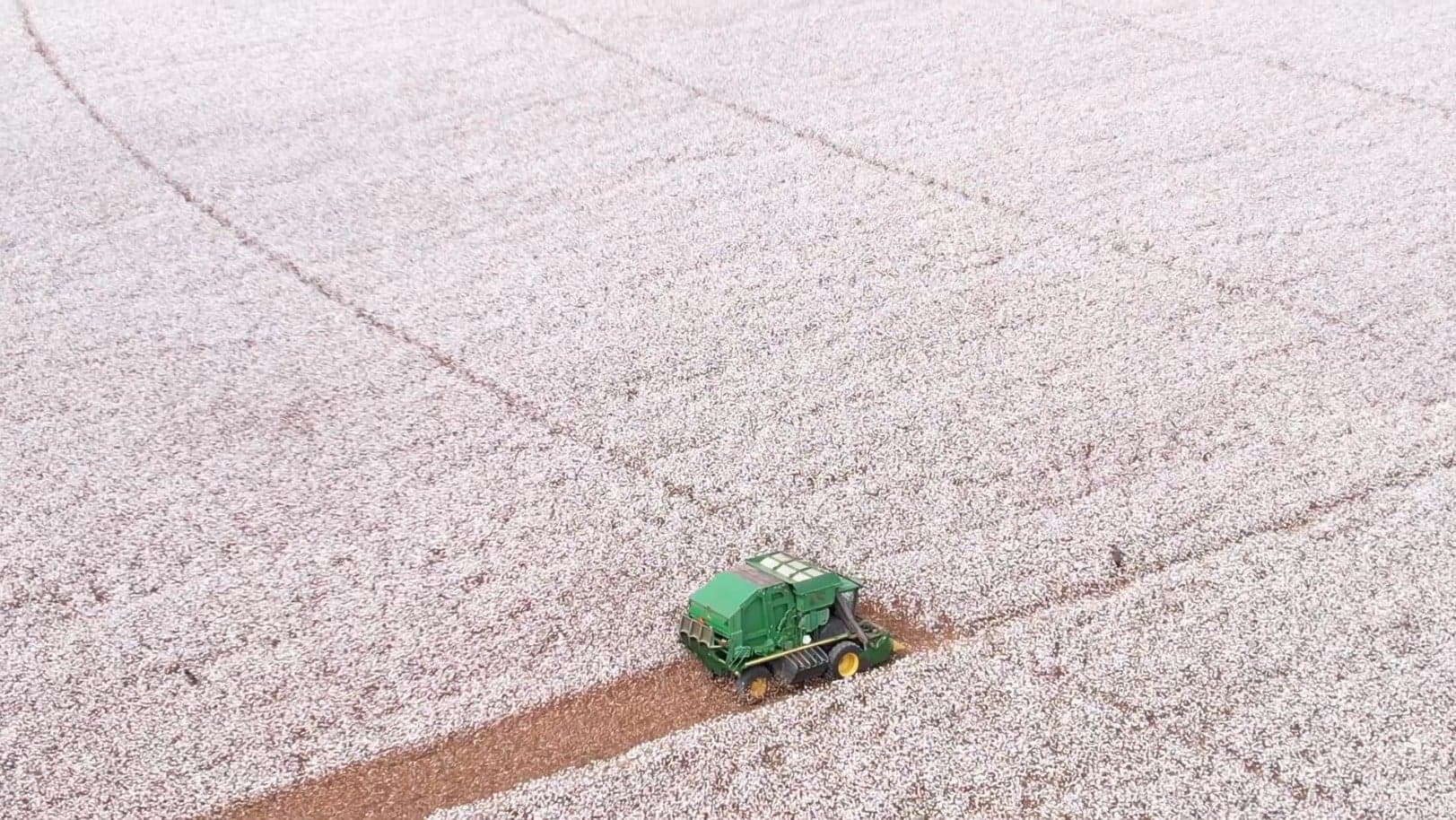 Colheita de algodão na Bahia começa com alta de 3,83% na área plantada
