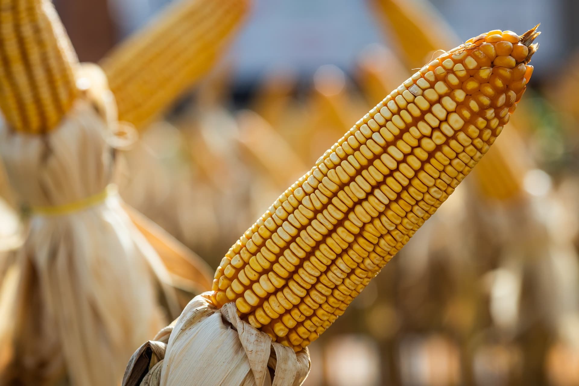 Demanda interna ajuda a estabilizar preços do milho em Mato Grosso