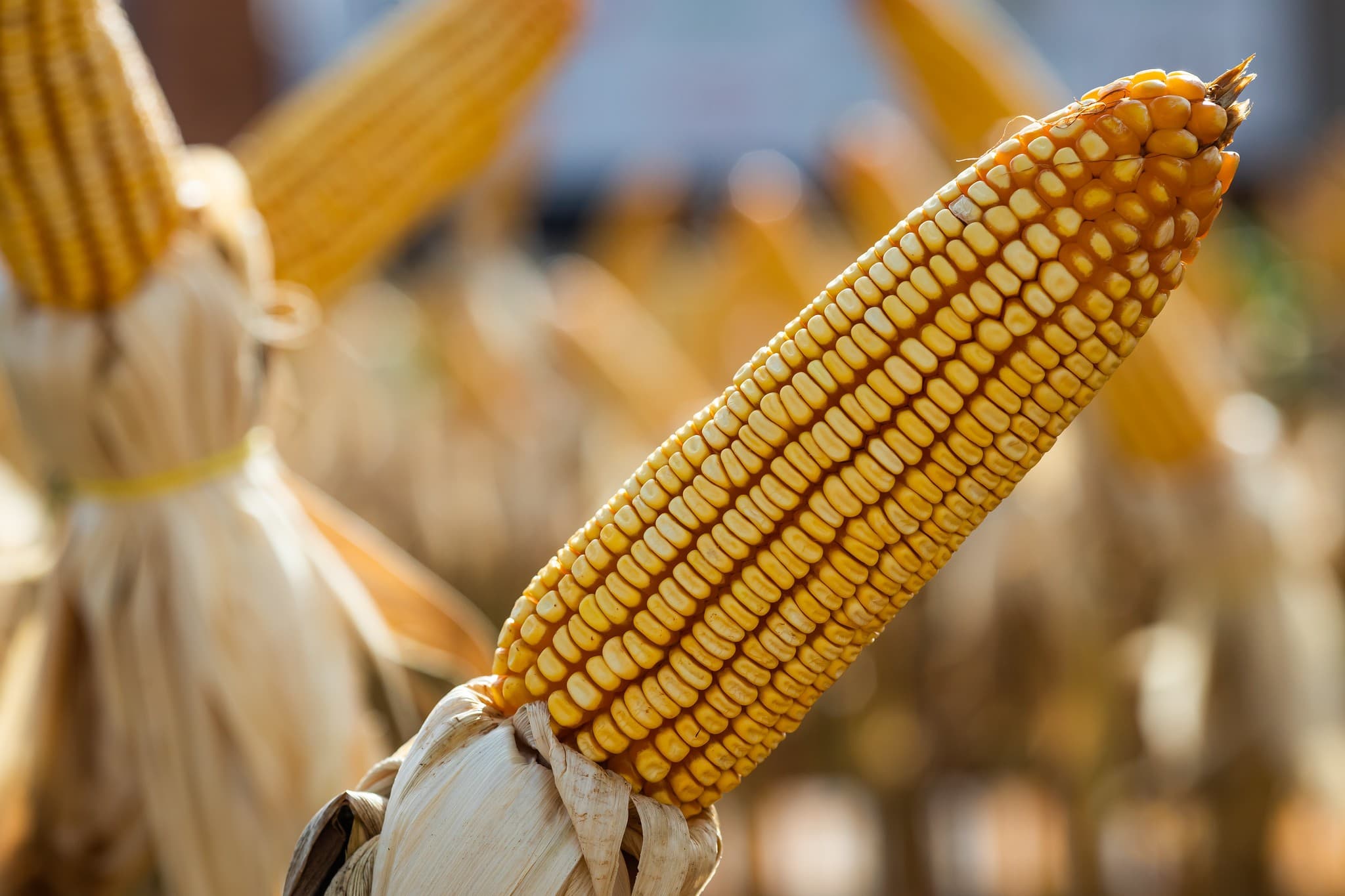 Demanda interna ajuda a estabilizar preços do milho em Mato Grosso