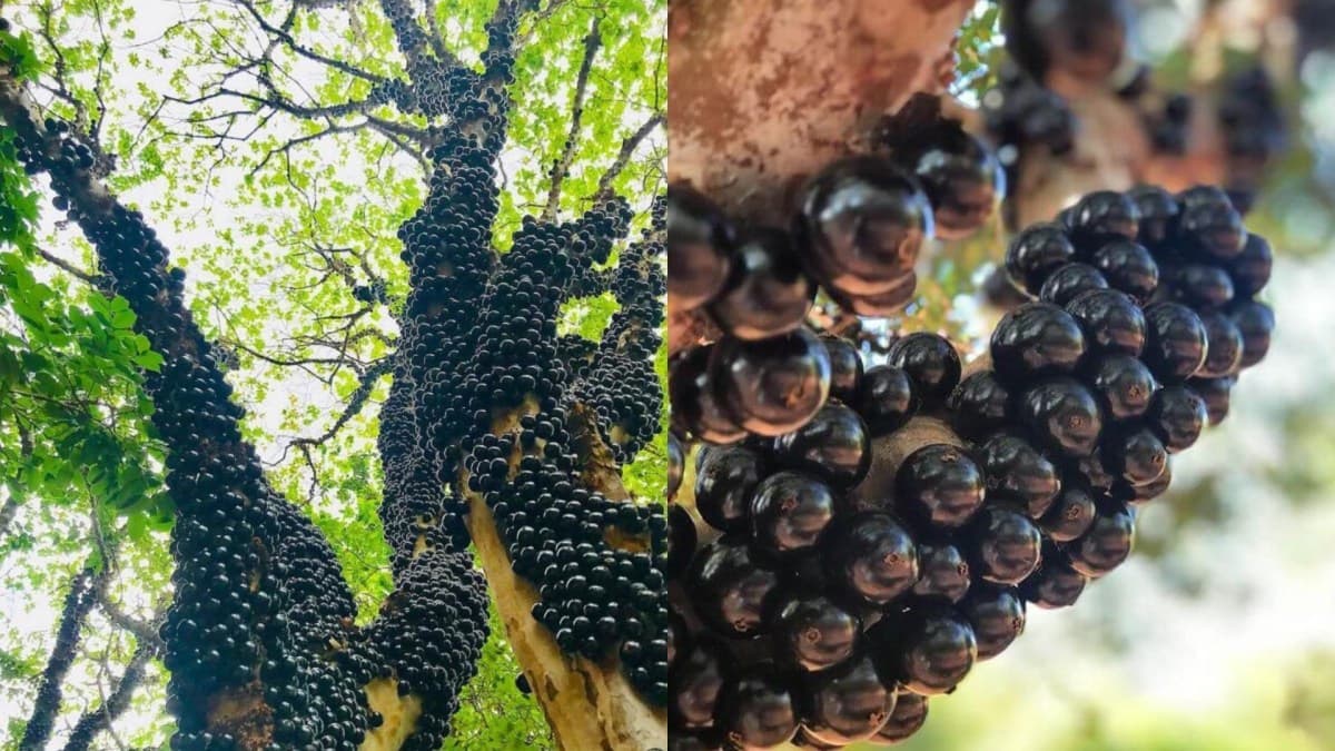 Fazenda em Goiás oferece desafio inusitado com jabuticabas