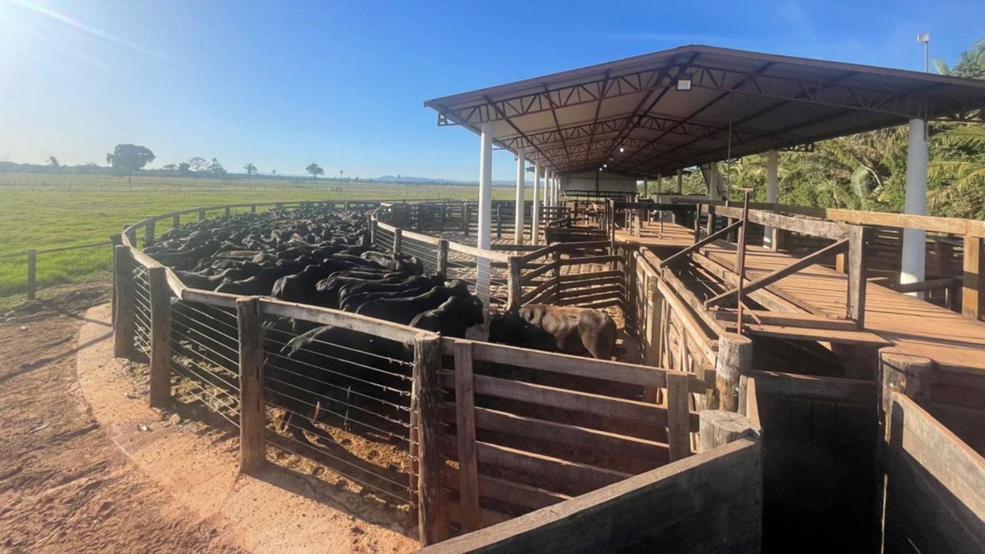 Giro do Boi destaca Recria Intensiva a Pasto para aumentar lucros