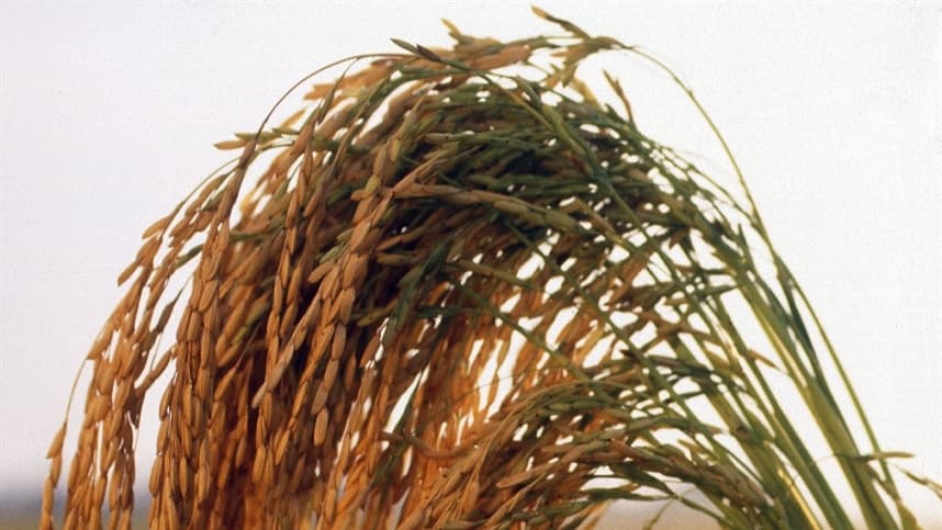 Mercado de arroz vê valorização acelerada em agosto
