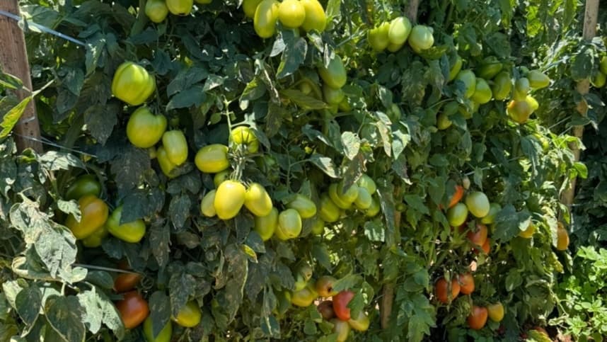 Feira do Tomate inicia em Carmópolis com foco em inovações agrícolas