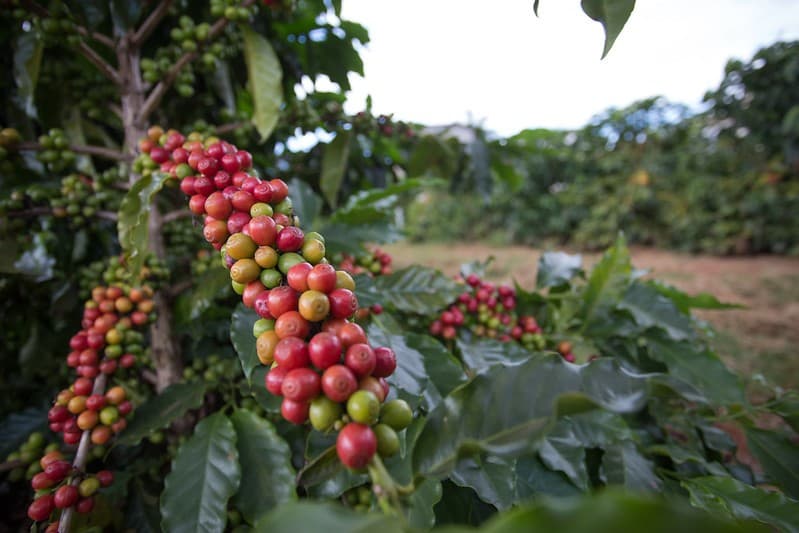 Colheita de café no Brasil alcança 9% com clima adverso