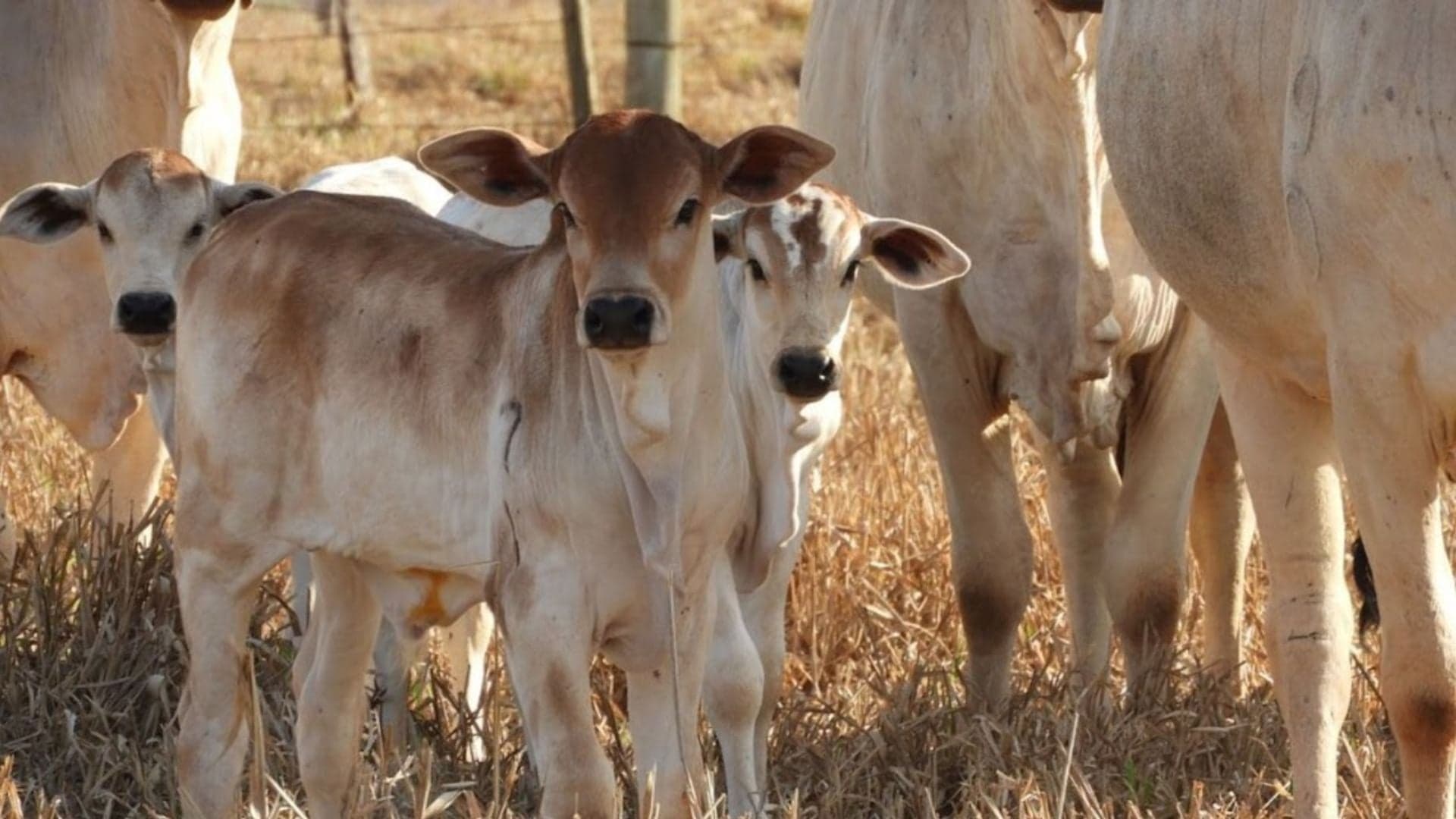 Custo de bezerros cresce no Brasil, impactando pecuaristas em 2026