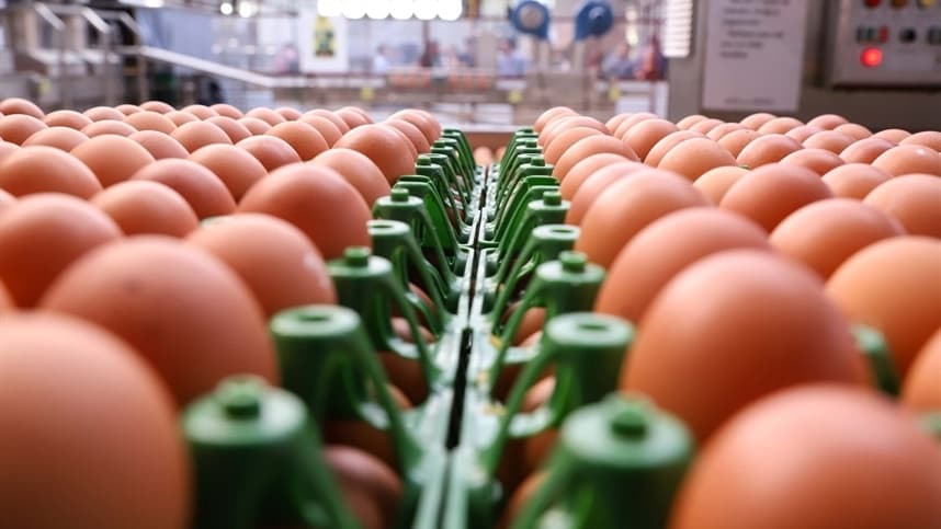Produção de ovos na Bahia atinge recorde histórico em 2025