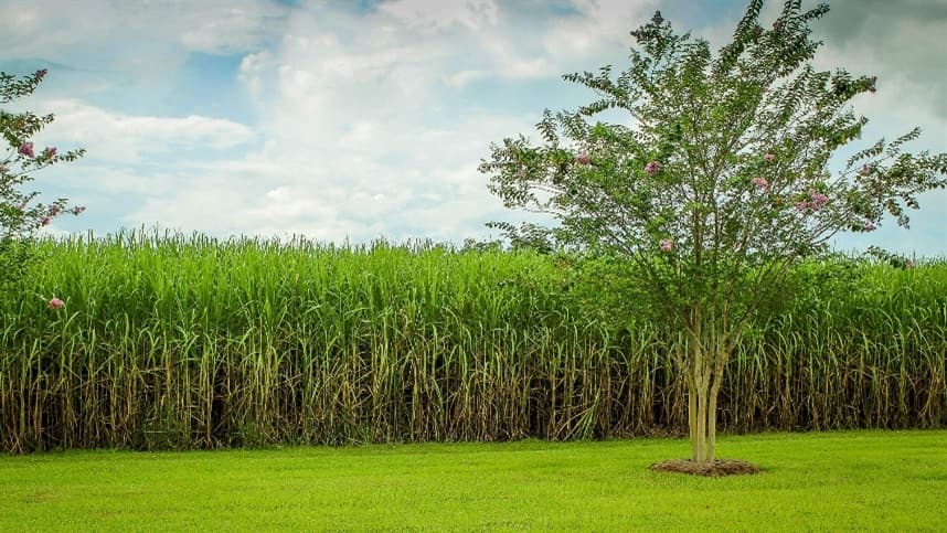 Mercado de açúcar em busca de impulso para alta