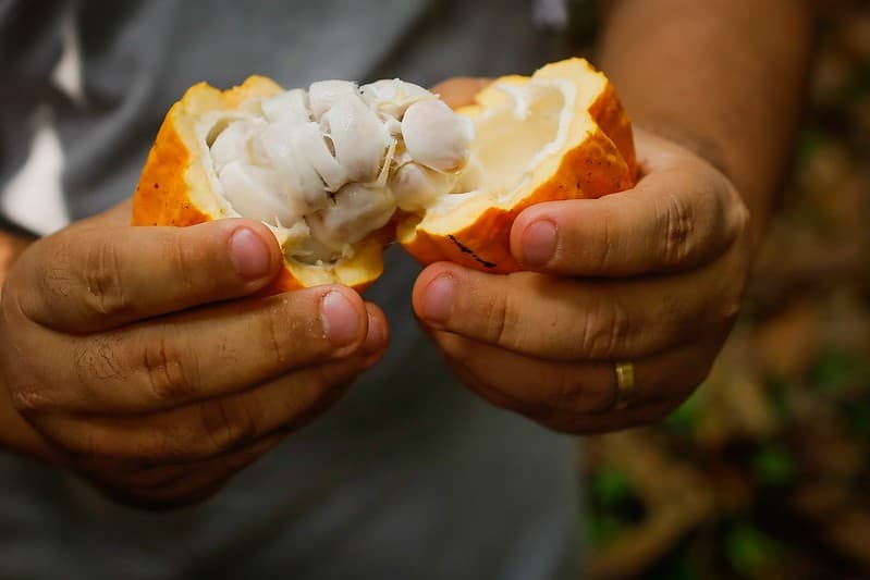 Cacau e outras commodities agrícolas enfrentam oscilações de preços