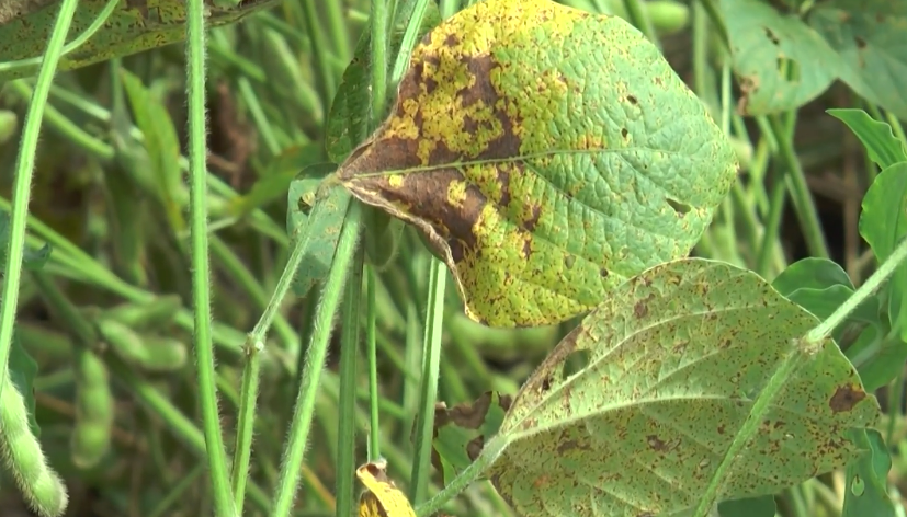 Ferrugem asiática da soja cresce 300% na safra 2025/26