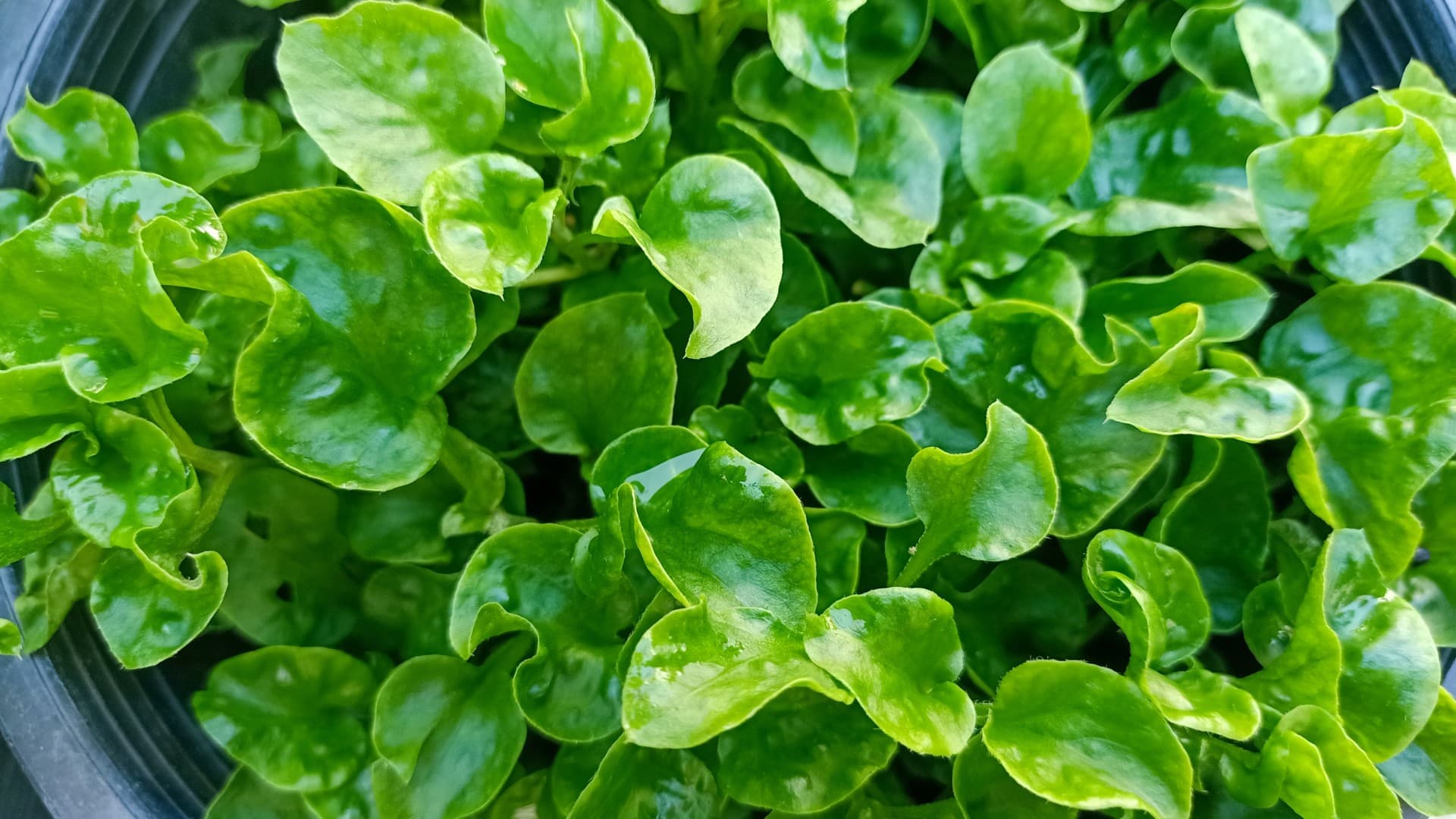 Cultivo de hortaliças em junho no Brasil: o que plantar?