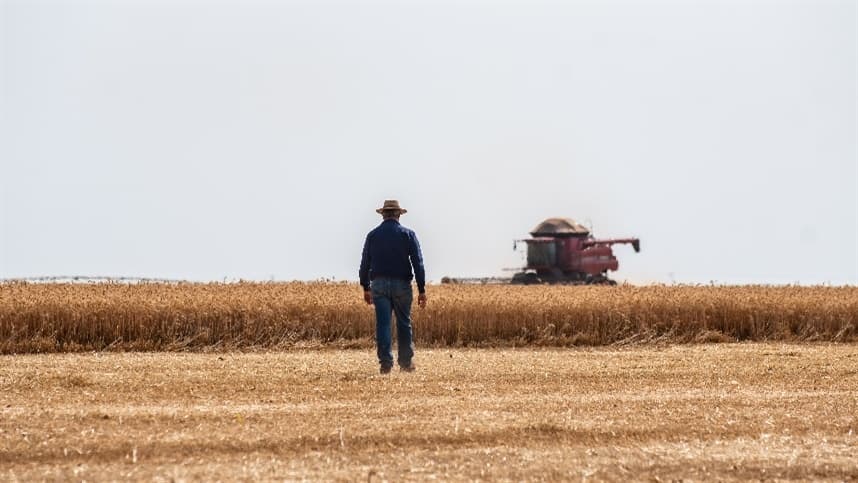 Encontro da Cadeia Produtiva do Trigo de SP abordará expansão da produção