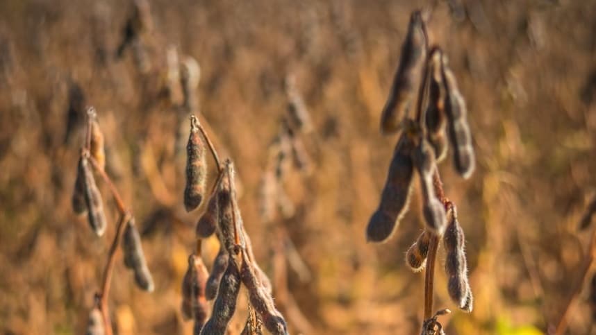Mancha de Mirotécio ameaça lavouras de soja em clima úmido