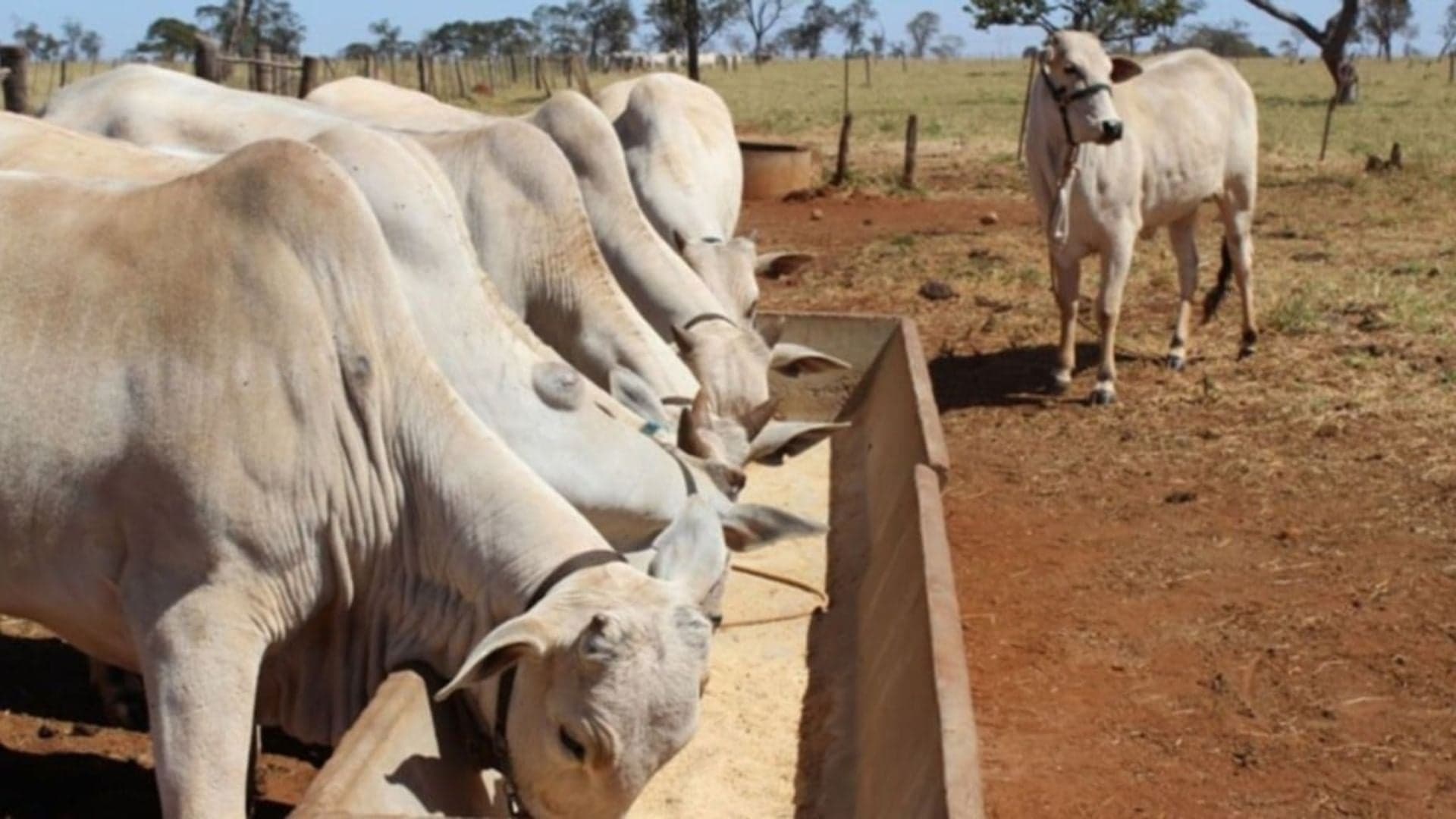 Pecuarista aprende a otimizar tempo de cocho para gado