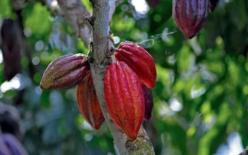 Cacau e Café Apresentam Recuperação na Bolsa de Nova York
