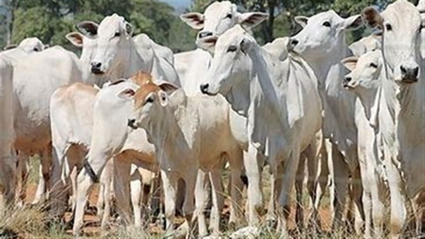 Nutrição Animal: Impacto na Qualidade dos Alimentos de Origem Animal