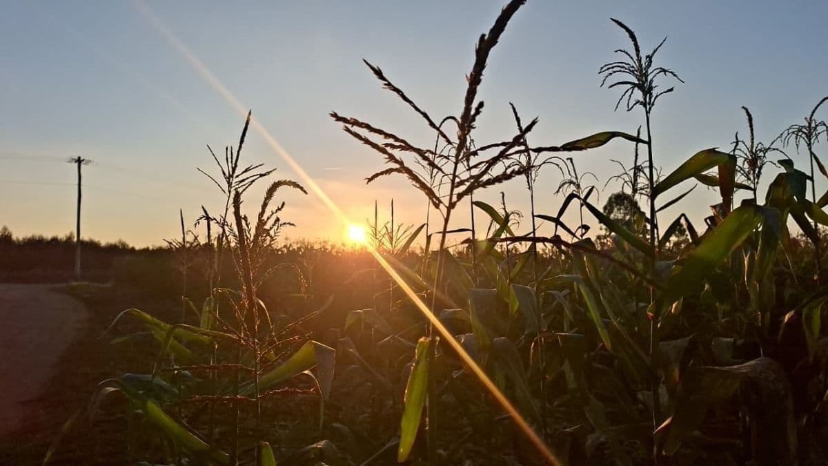 Grãos enfrentam riscos climáticos e alta de custos até 2027
