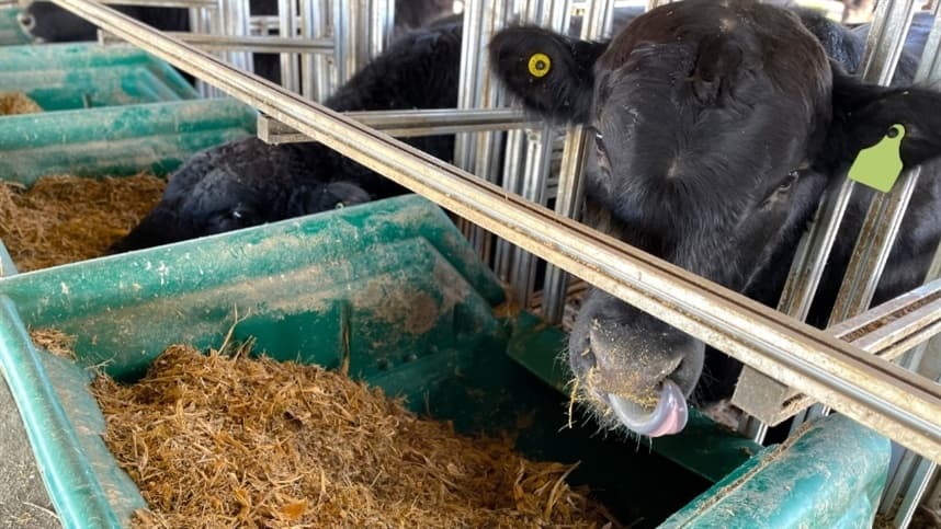 Crescimento de híbridos de braquiária melhora a produção no Brasil