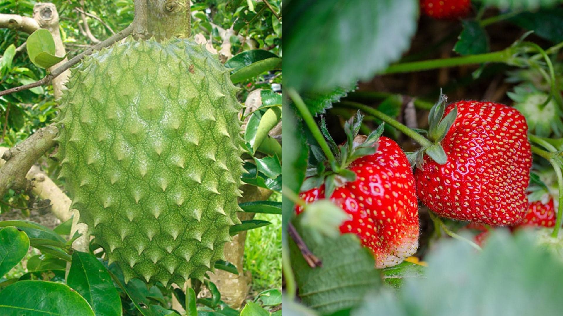Bahia inclui graviola e morango na Produção Agrícola Municipal 2026