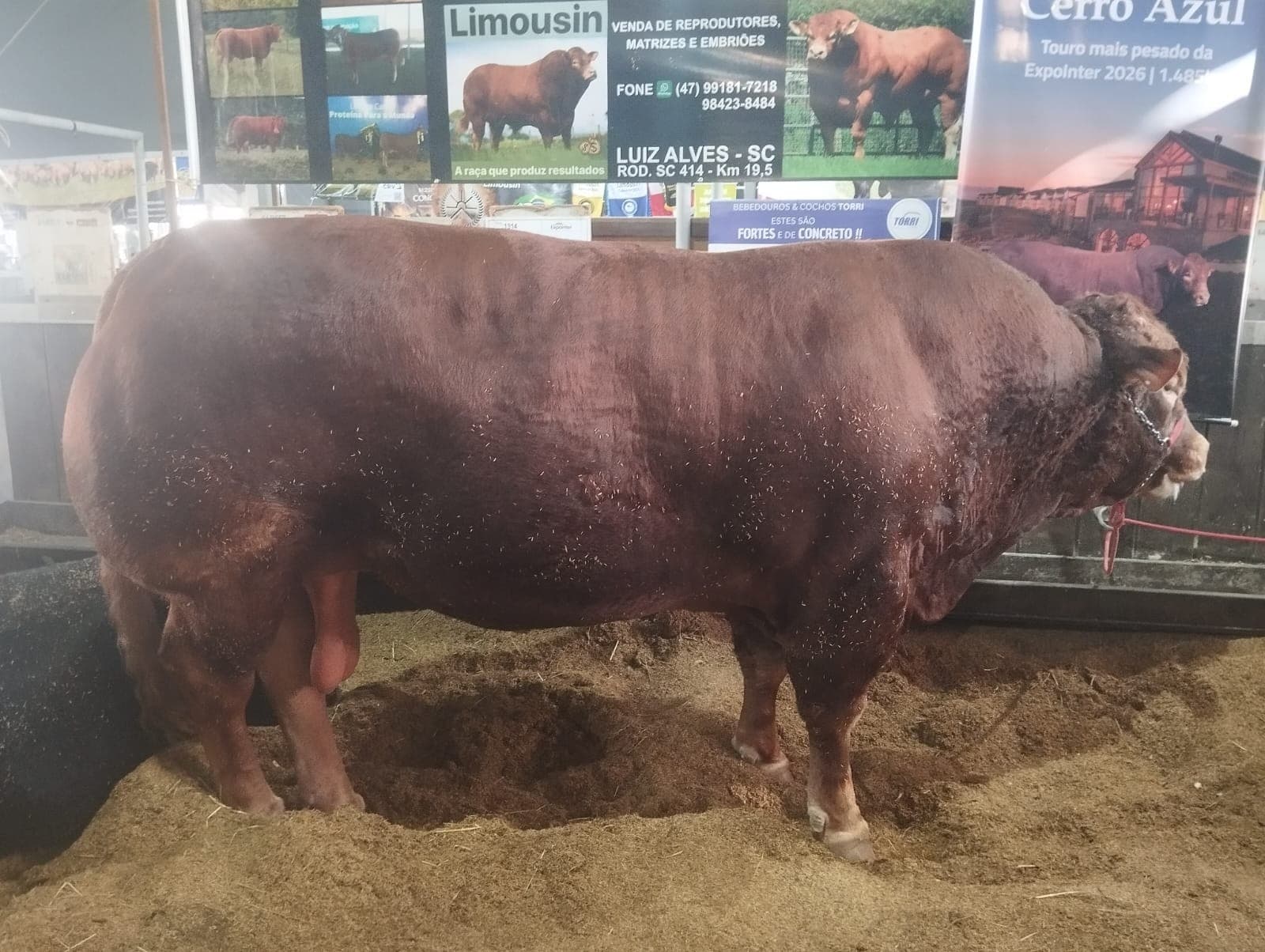 Touro Mário se destaca como o mais pesado da 49ª Expointer