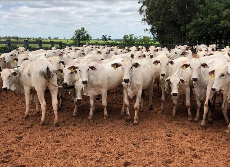 Mercado de boi gordo no Brasil registra preços acima da média na última semana