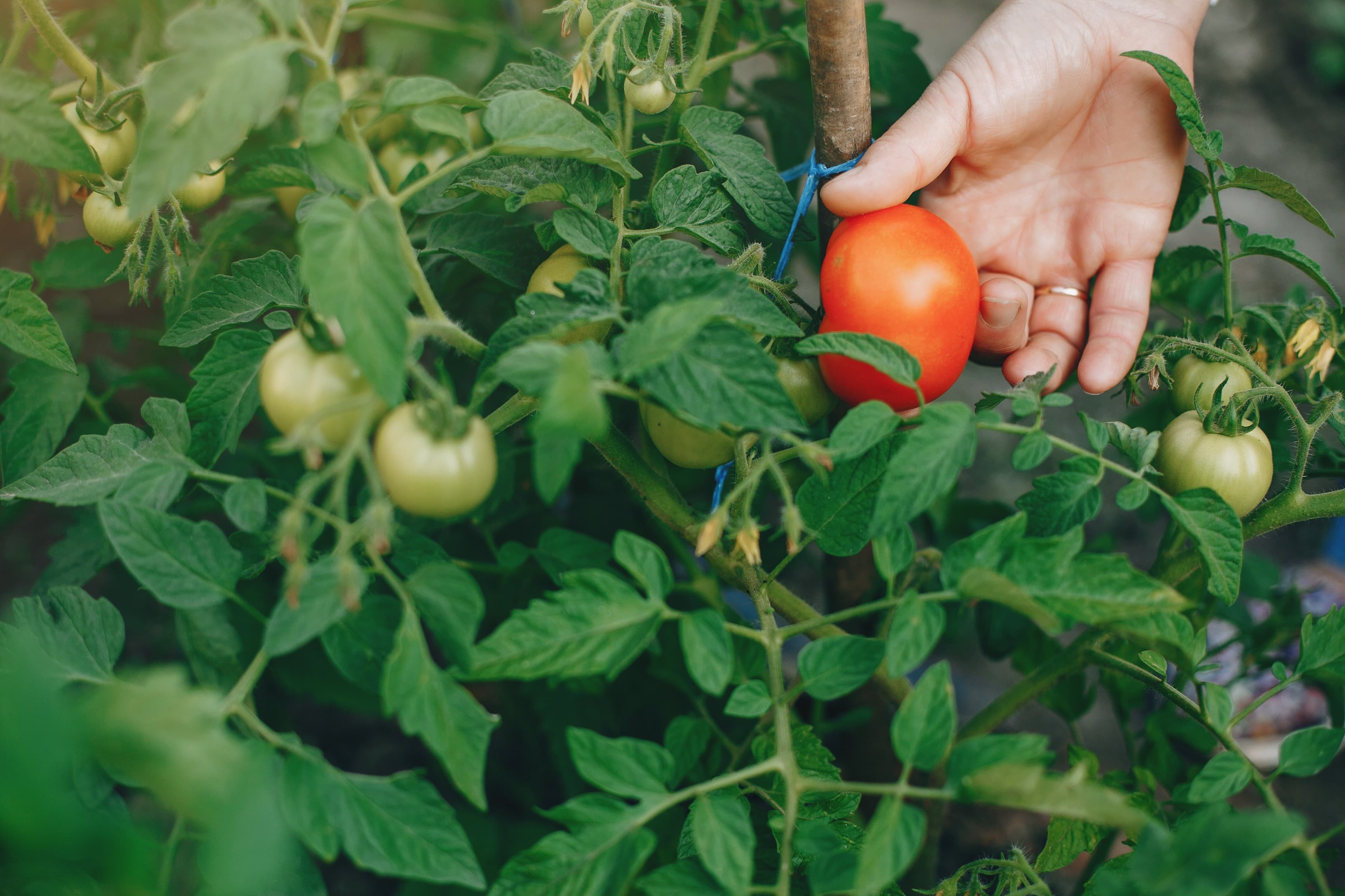 Safra de tomate em Goianápolis sofre com pragas em 2026