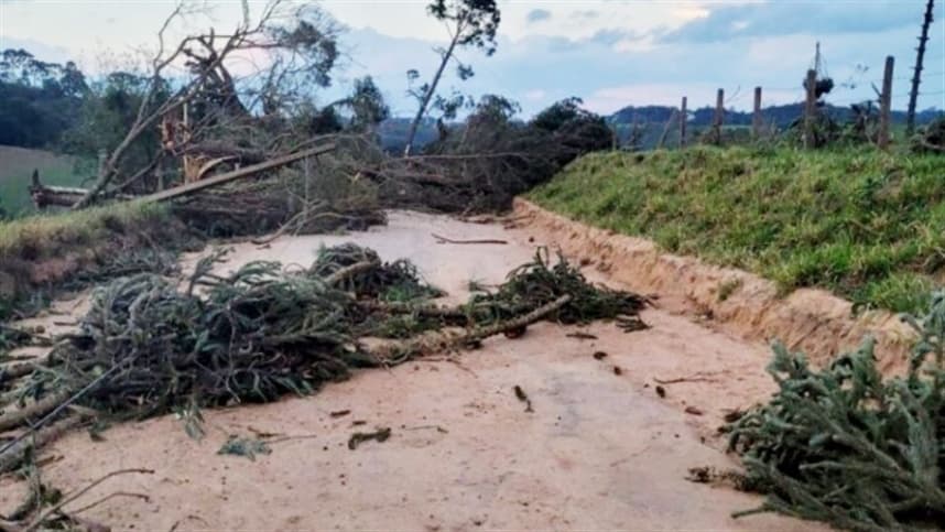 IAT permite uso de árvores derrubadas em desastres no Paraná