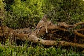 Encontro Surpreendente com Onça-Pintada e Seus Filhotes no Pantanal