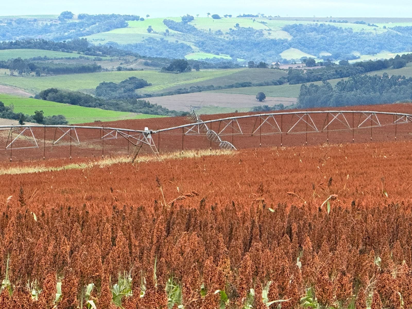 Sorgo brasileiro se destaca com alta demanda na China e rentabilidade