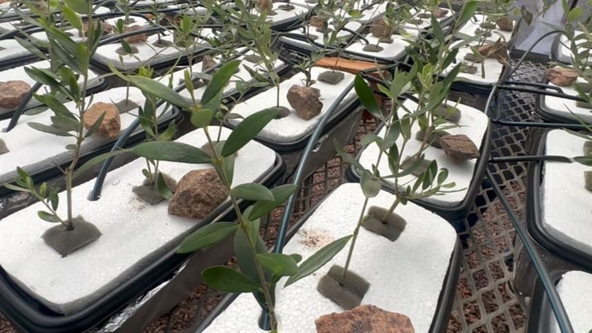 Experimento comprova sintomas de deficiência nutricional