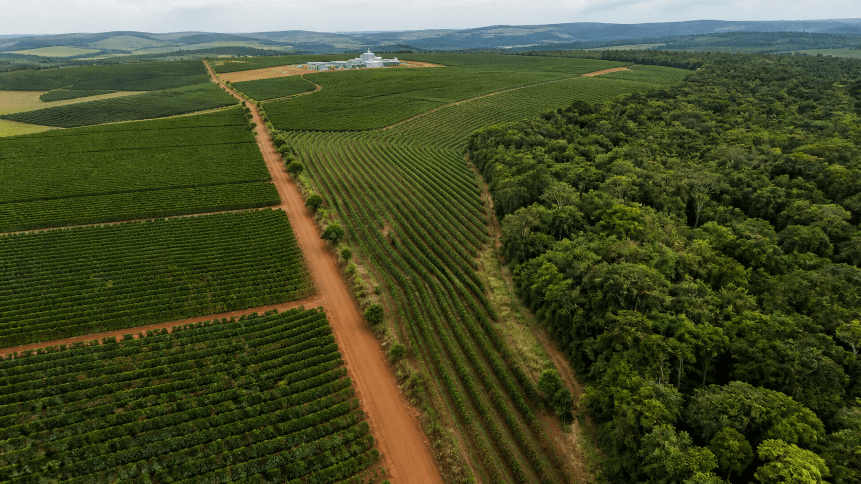 EUDR impacta mercado global de café com regras mais rígidas