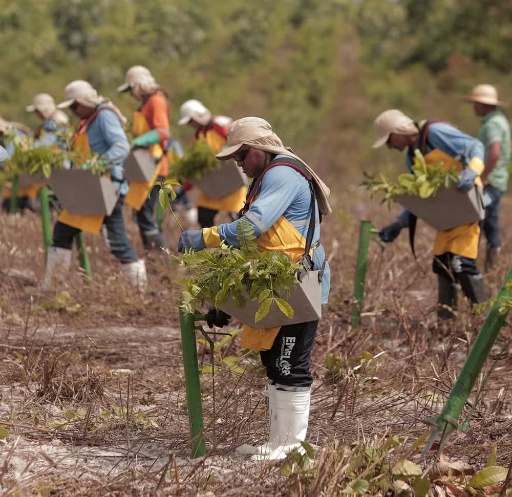 Crescimento da restauração florestal no Brasil enfrenta desafios