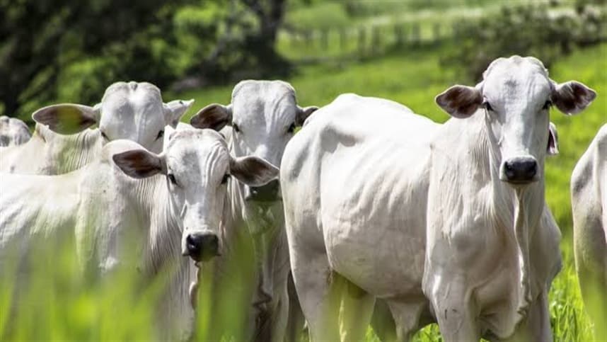 Acre cresce 14,3% no abate de bovinos em 2025