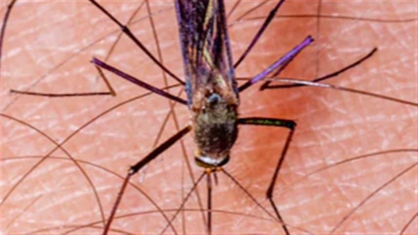 Estudo revela resistência do mosquito da malária na América Latina