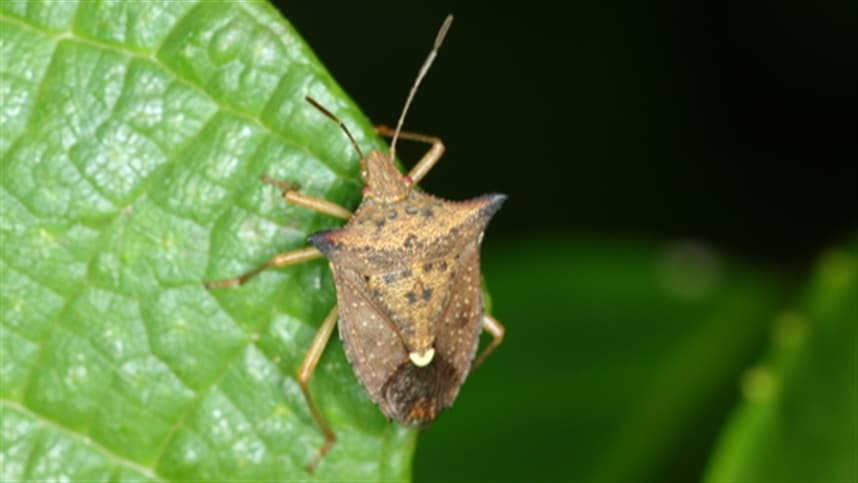 Percevejo-Marrom: A Praga Que Ameaça a Soja no Brasil