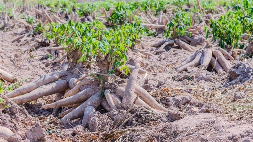 Apesar das chuvas, produção de mandioca se mantém estável