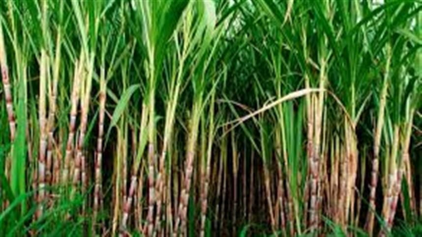 Compactação do solo compromete produtividade da cana-de-açúcar