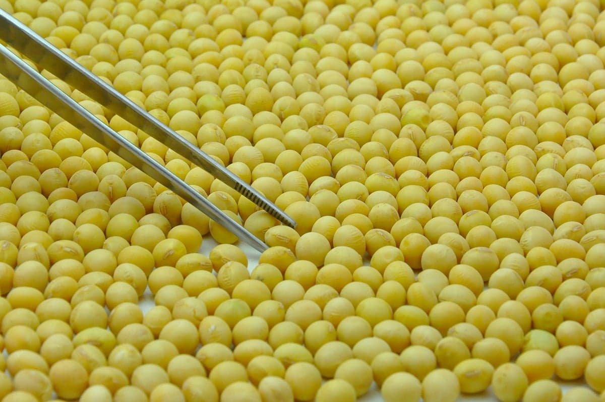 Propriedade intelectual: chave para a inovação no agronegócio