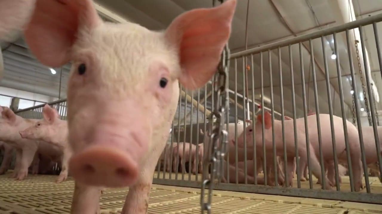 Ministério da Agricultura restrige produtos para alimentação animal