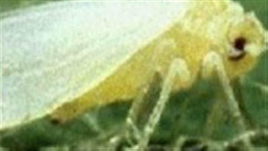 Bahia enfrenta desafios devido à proliferação da Mosca Branca