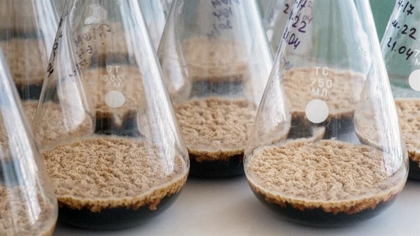 Novo bioherbicida fúngico oferece alternativas contra plantas daninhas