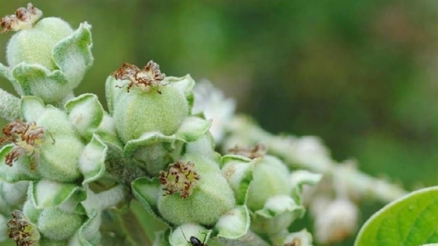 Pesquisador da Embrapa contribui com livro sobre Euphorbiaceae em Pernambuco