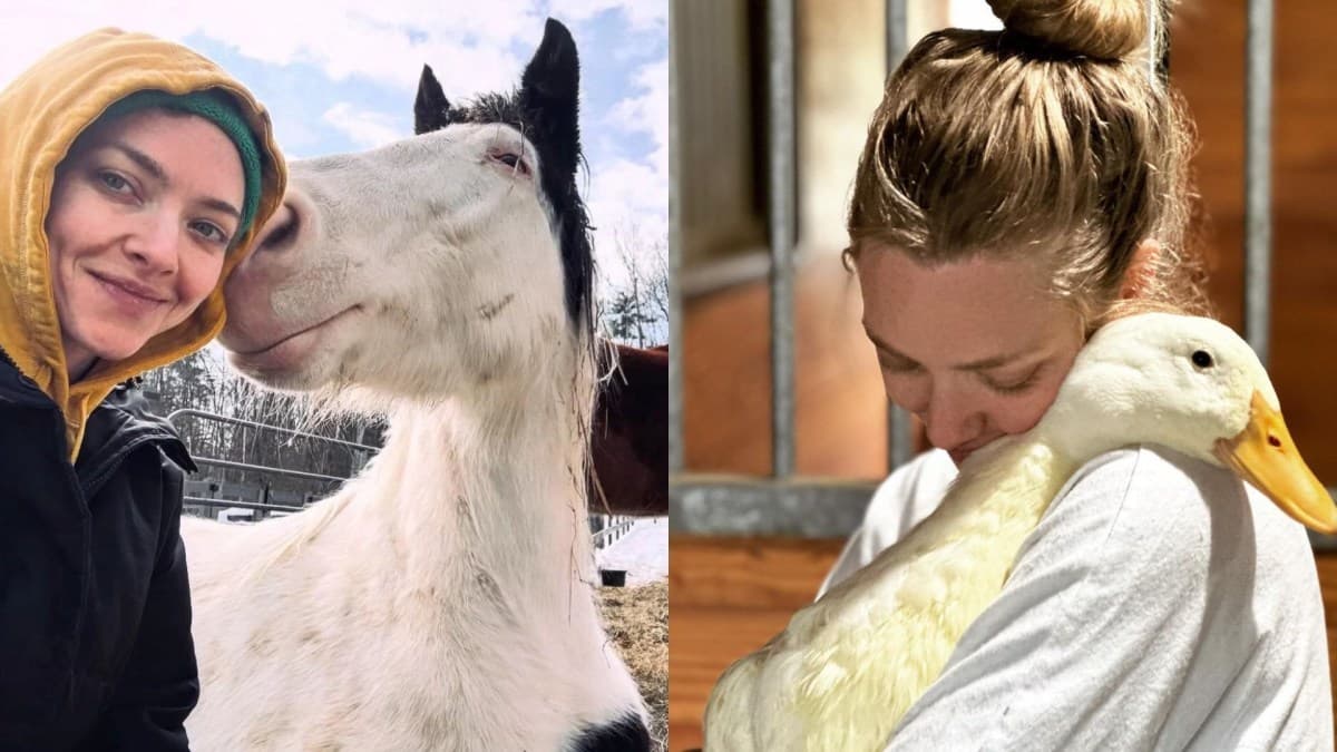 Amanda Seyfried transforma fazenda em abrigo para animais resgatados