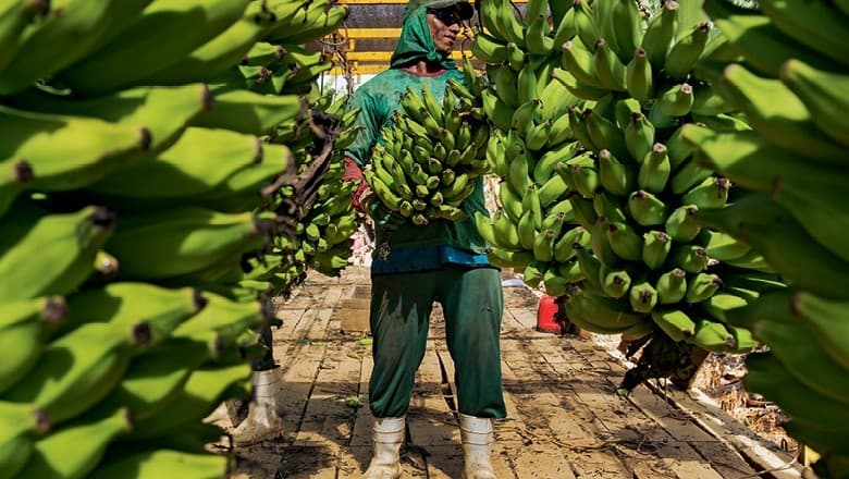 Yara e Grupo Bananas Corrêa promovem produção sustentável de bananas