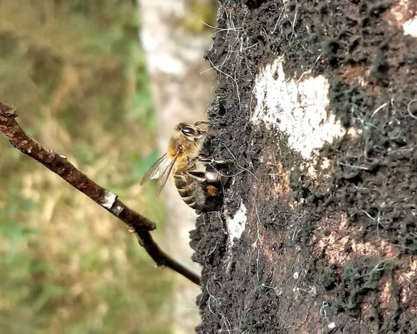 Mel de melato de bracatinga se destaca no Sul do Brasil
