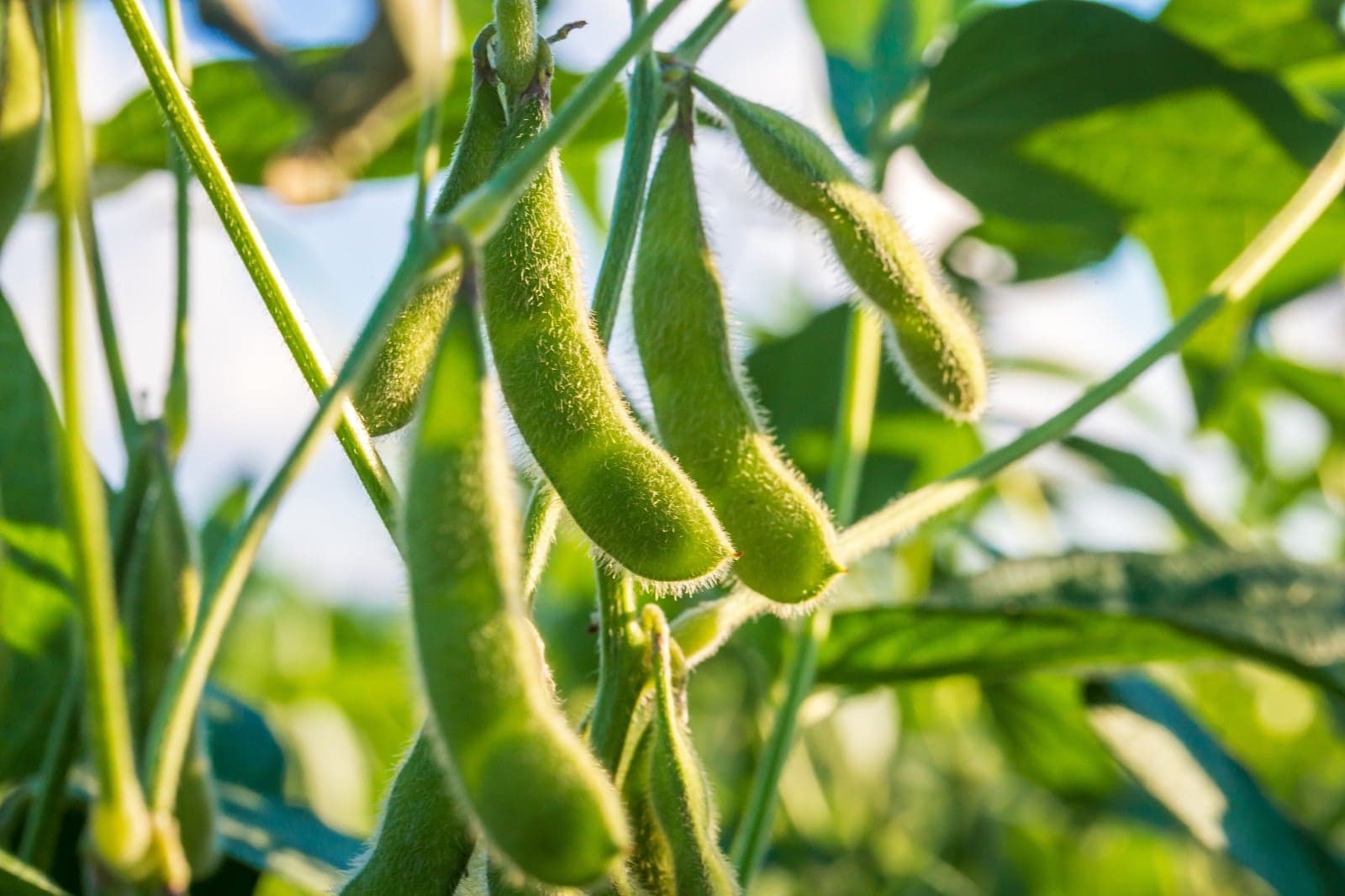 Innovak lança Kresko® para potencializar produtividade da soja