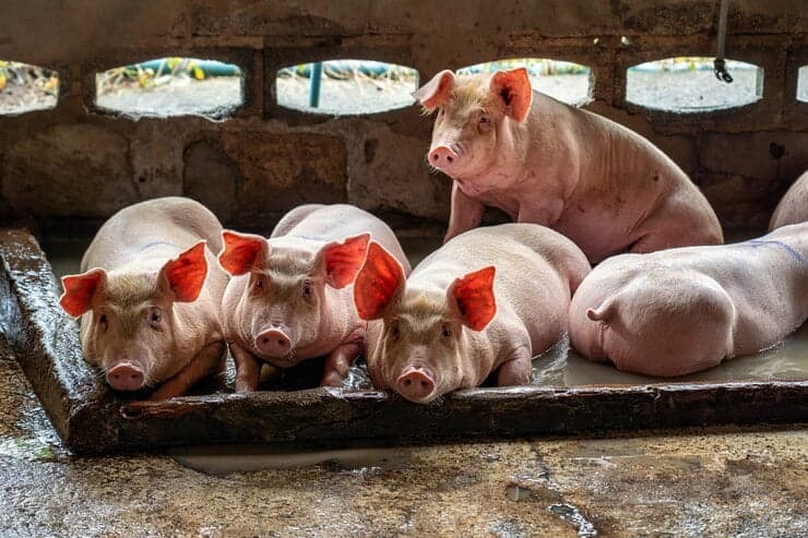 Suinocultura brasileira enfrenta desafios em 2026 com queda nos preços